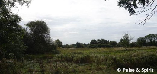 Cambridge Grantchester Meadows